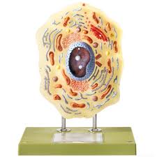 My son is 4 and will be 5 next year and i'm hoping if he keeps progressing he will be ready to go next fall so he will be towards the end of being 5. Somso Animal Cell Model Large Size Carolina Com