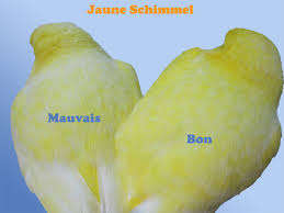 Question Cage Et Solitude Archives Au Paradis Des Canaris