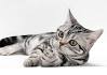 The 15 Best Cat Breeds for First-Time Owners ...
