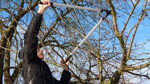 Dabei ist die wichtigste regel beim baumschnitt ganz einfach: Baumspezialist Klart Auf So Schneidet Man Obstbaume Richtig Kurier At