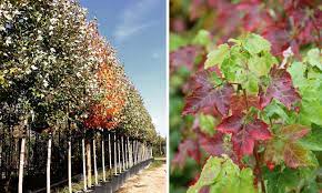 Introduced by the u.s national arboretum, 'brandywine' is a cross between the ''october glory' and 'autumn flame' varieties of red maple. Acer Rubrum October Glory Red Maple October Glory Standard Garden Plants Online