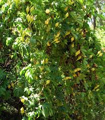 Image result for Merremia tuberosa