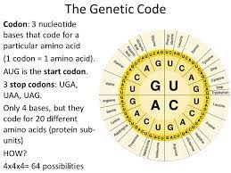 Warm Up What Does Dna Stand For What Is The Purpose Of Dna Ppt Video Online Download