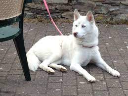 I have an all white siberian husky with blue eyes. Pin On Animals