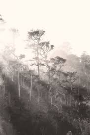 Beautiful Black And White Tree Pictures Black And White Tree Art Digital Download Photo With Images Black And White Tree Black And White Landscape White Tree