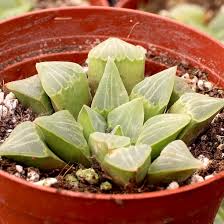 Image result for Priva curtisiae