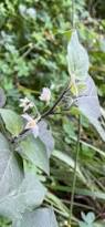 Image result for Solanum villosum