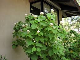 Image result for Sparrmannia africana