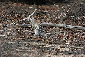 Image result for Erythrocephalum decipiens