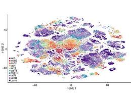 The damage to the car could be ……… than we expected. A Deep Dive Into The Development Of Sea Squirts