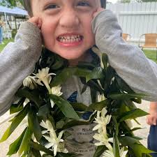 Hawaiian Lei "ti Leaf Maile With Tuberose"