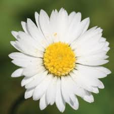 It has short creeping rhizomes. Bellis Perennis Mdedge Dermatology