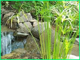 Ketahu dulu jenis tanaman aquascape dan cara mudah merawatnya di artikel berikut ini. Pin On Tanaman Aquascape