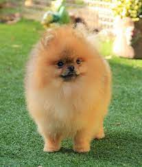 Pomerania Cuando Un Perro Pierde Sus Origenes En La Historia Del Ser Humano Significa Que Ha Estado Mucho T Perros Pomerania Pomerania Perros Pomerania Mini