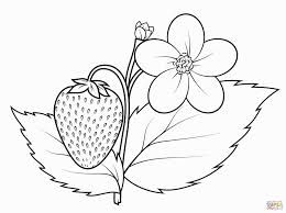 Strawberry Coloring Pages Disegni Da Colorare Disegni Piante