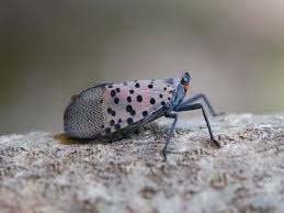 University of california's official guidelines for pest monitoring techniques, pesticides, and nonpesticide alternatives for managing pests in agriculture, floriculture, and commercial turf. Spotted Lanternfly Basics Webinars Northeastern Ipm Center
