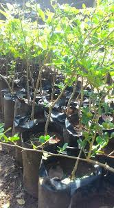 We did not find results for: Pohon Gambar Jual Ciri Ciri Bibit Tanaman Buah Kawista Matang Blacan Com