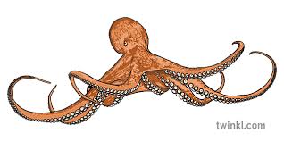 Divers often see big ones that rest in the rapid tides below the narrows. Giant Pacific Octopus Illustration Twinkl