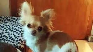 The chihuahua receives its namesake from also known as the big state and the great state, chihuahua is mexico's largest state with an. Chihuahua Vermisst In Vellmar Entlaufen Wo Ist Mahlya Kreis Kassel