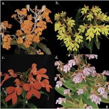 Image result for Habenaria arenaria