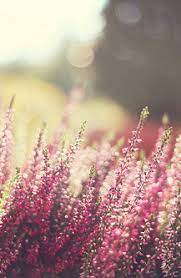 Pin By Heather Moore On Spring Heather Flower Beautiful Flowers Flowers
