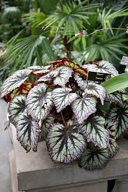 ****❤ please see what i recommend below. Blattbegonien Begonia Rex Hybriden Pflege Vermehrung Majas Pflanzenwelt