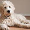 Use the search tool below and we recommend you rescue a goldendoodle (or any dog) before you buy a puppy from a breeder. Https Encrypted Tbn0 Gstatic Com Images Q Tbn And9gcsociabvnwql2qa8dkjiqpfs6t5z5ksvdl35e5rm6cxv7nqgcwo Usqp Cau