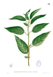 Image result for Prismatocarpus cordifolius