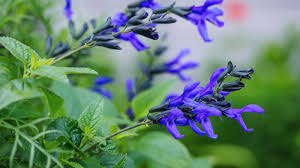 Image result for Salvia