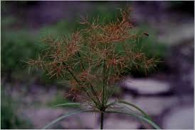 Image result for Cyperus distans