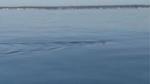 Wells beaches closed to swimming after great white shark sighting