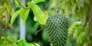 Durian belanda atau soursop, buah dari pohon graviola adalah pembunuh semulajadi sel kanser yang ajaib. 10 Manfaat Daun Sirsak Bagi Kesehatan Tubuh Salah Satunya Bisa Cegah Kanker Merdeka Com