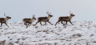 Where S Rudolph Inside The Decline Of Alaska S Caribou Caribou Habitats Reindeer
