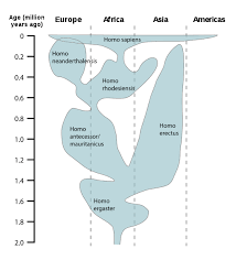 File Human Evolution Chart En Svg Wikimedia Commons
