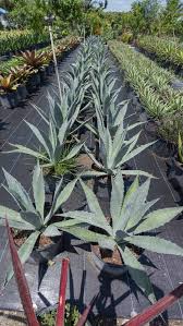 Image result for Agave americana