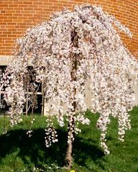 DIY exterior improvement weeping cherry tree