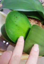 胡蝶蘭の育て方q A 胡蝶蘭の愛華園芸
