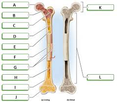 In this video we discuss the parts of a long bone and some of the functions of each of those bone parts. Ch 7 Flashcards Chegg Com
