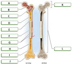 Learn long bone diagram with free interactive flashcards. Ch 7 Flashcards Chegg Com