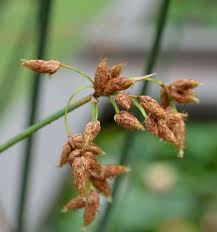 Image result for Schoenoplectus muricinux