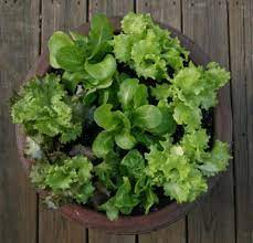 Salad Bowls Grow Lettuce In Containers Growing Vegetables Growing Lettuce Growing Tomato Plants