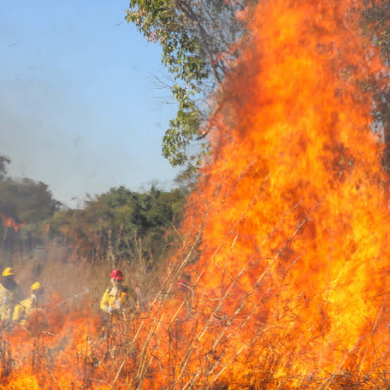Incêndios em vegetação consomem mais de 540 hectares no DF em um único dia | Jornal de Brasília