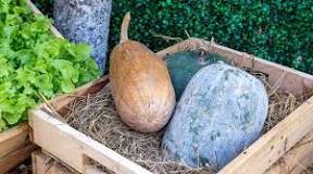 Image result for Where To Buy Ash Gourd Juice In South Africa