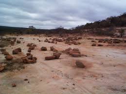 Image result for Anacampseros subnuda