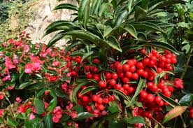 Image result for Myrsinaceae