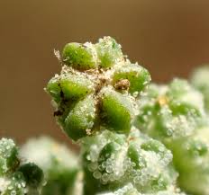 Image result for Chenopodium