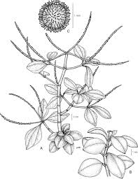 Image result for Peperomia fernandopoiana