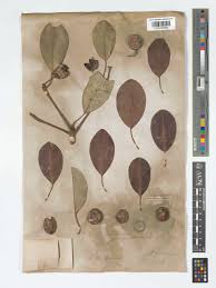 Image result for Manilkara kauki