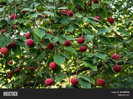 Our lime trees feature fruit bursting with flavor and juice! Red Fruit Berries On Image Photo Free Trial Bigstock