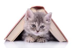 RÃ©sultat de recherche d'images pour "les chat belle"